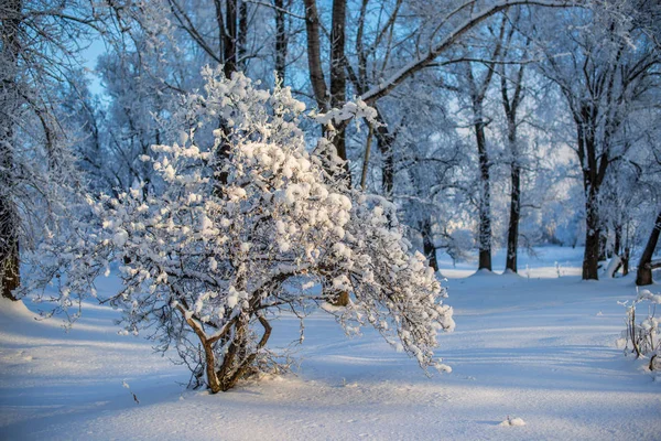 Pequeño Arbusto Cubierto Nieve Bosque Por Noche — Foto de Stock