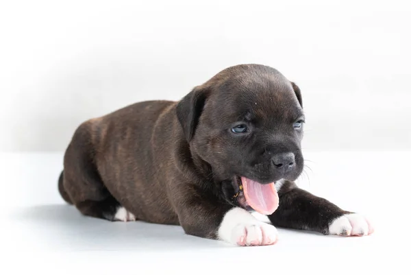 Söt Brun Engelska Staffordshire Bullterrier Valp Gäspningar Med Öppen Mun — Stockfoto