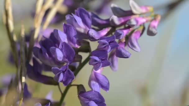 紫の花ストック動画 ロイヤリティフリー紫の花動画 ページ 3 Depositphotos