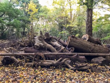 ormanda günlük kampı