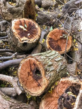 ormanda günlük kampı