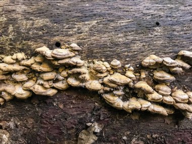 ormanda günlük kampı