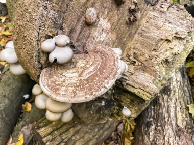 ormanda günlük kampı