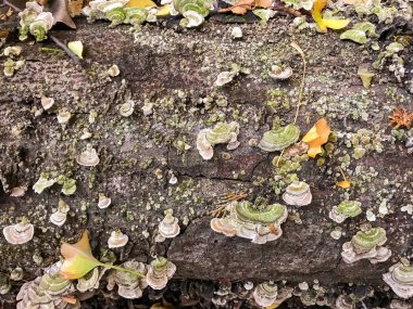 ormanda günlük kampı