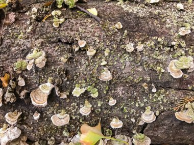 ormanda günlük kampı