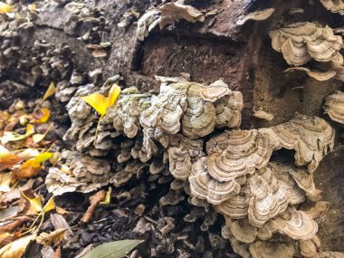 ormanda günlük kampı