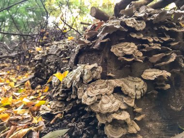 ormanda günlük kampı