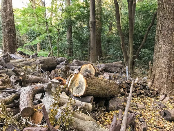 Campamento de troncos en bosque —  Fotos de Stock