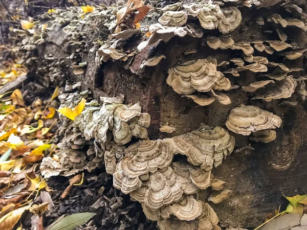 ormanda günlük kampı