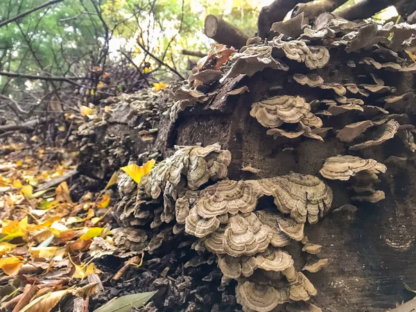 ormanda günlük kampı