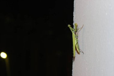 Mantis duvara tarama