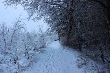 Ormanda kış patikası