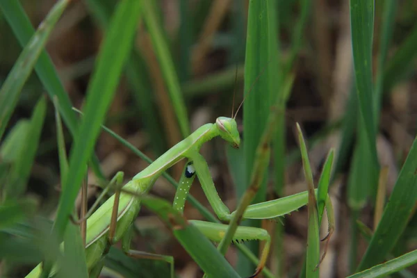 Mantis Het Gras — Stockfoto