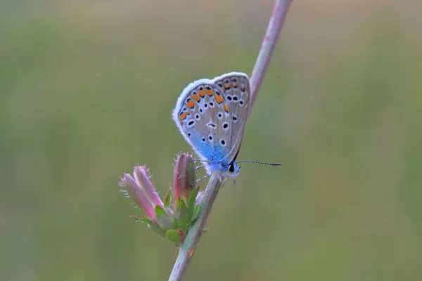 Πεταλούδα Lycaenidae Ένα Λουλούδι — Φωτογραφία Αρχείου