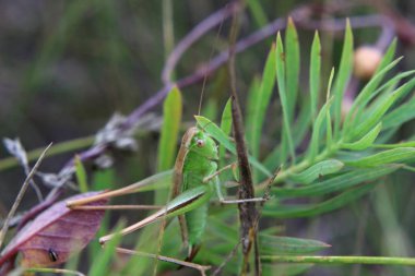 Çimlerin üzerinde yeşil çekirge