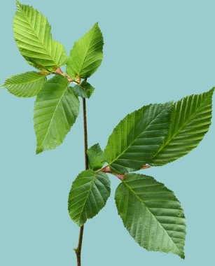 Mavi bir izole yeşil yaprakları olan bir bitkinin genç bir dalı