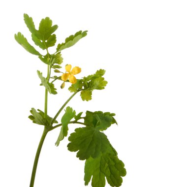 Izole yüzeyde Celandine çiçek. Tıbbi bitki.