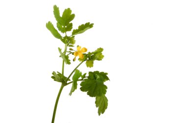 Izole yüzeyde Celandine çiçek. Tıbbi bitki.