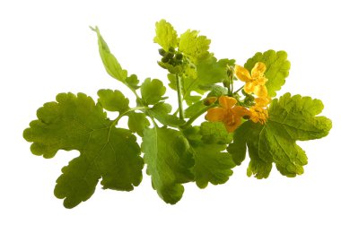 Izole yüzeyde Celandine çiçek. Tıbbi bitki.