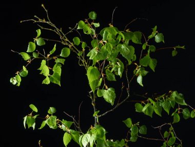 Yağmur damlaları ve duman huş Dalı