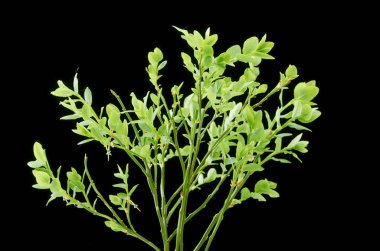 Koyu arka plan üzerinde yeşil çilek ile Bahar yaban mersini dalı.