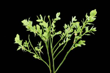 Koyu arka plan üzerinde yeşil çilek ile Bahar yaban mersini dalı.