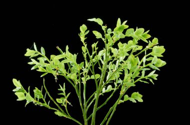 Koyu arka plan üzerinde yeşil çilek ile Bahar yaban mersini dalı.