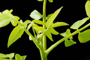 Koyu bir arka plan üzerinde yeşil yaprakları ve küçük ceviz çiçekleri.