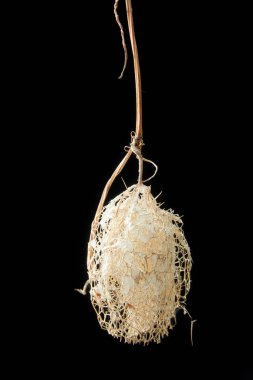 Koyu bir arka plan üzerinde kuru bitki. Luffa - bir bez, doğanın bir hediye.