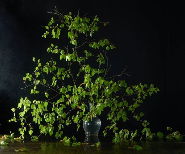 Branche d'un bouleau au printemps dans une bouteille sous gouttes de pluie — Photo