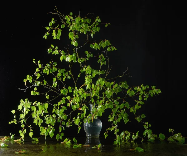 Ramo de um vidoeiro em primavera em uma garrafa abaixo de gotas de chuva — Fotografia de Stock