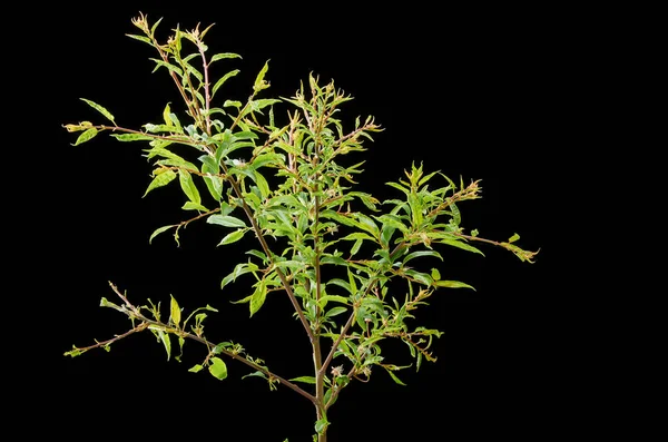 Sick spring plant. Branch plum with pests. On the branch of a plum gusenica and spider mites.