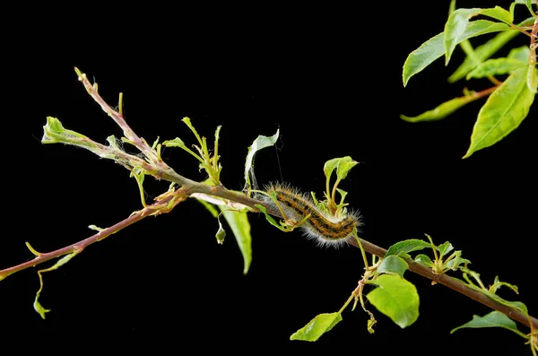 Zieke plant op een donkere achtergrond. Op de bladeren van eiken spin mijt. — Stockfoto