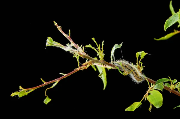 Planta de primavera doente. Ameixa ramificada com pragas. No ramo de um gusenica de ameixa e ácaros de aranha . — Fotografia de Stock