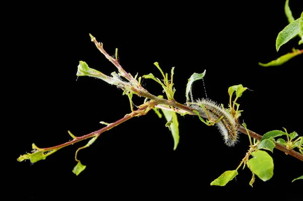 Kranke Frühlingspflanze. Zweigpflaume mit Schädlingen. auf dem Zweig einer Pflaume gusenica und Spinnmilben. — Stockfoto