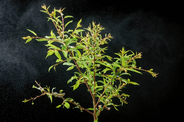 Sick spring plant on a dark background with drops . Plum branch with pests. On a branch of plum caterpillar and spider mites.