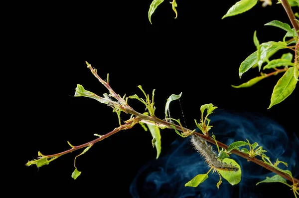 Planta de primavera doente em um fundo escuro com fumaça. Ramo de ameixa com pragas. Em um ramo de lagarta de ameixa e ácaros de aranha . — Fotografia de Stock