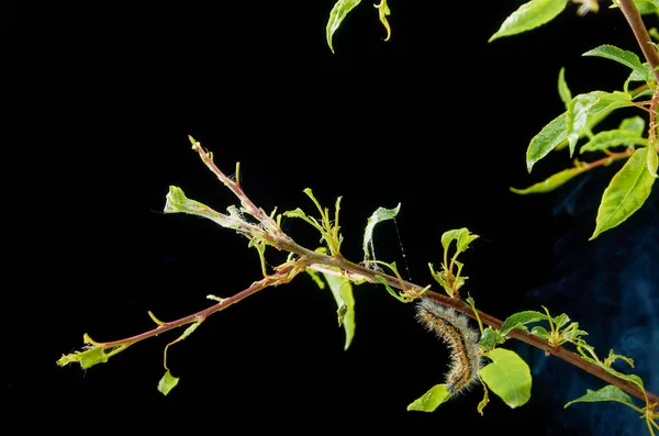 Planta de primavera doente em um fundo escuro com gotas. Ramo de ameixa com pragas. Em um ramo de lagarta de ameixa e ácaros de aranha . — Fotografia de Stock