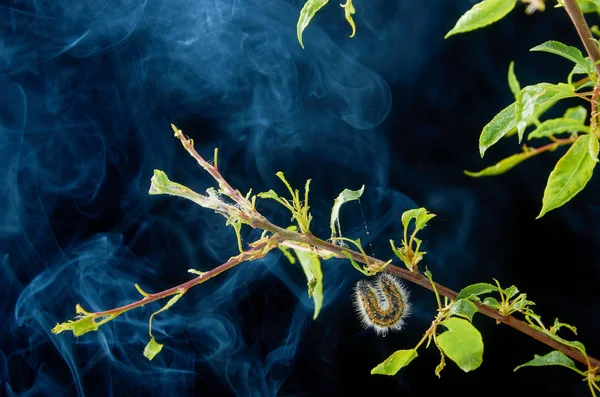 Planta de primavera doente em um fundo escuro com gotas. Ramo de ameixa com pragas. Em um ramo de lagarta de ameixa e ácaros de aranha . — Fotografia de Stock