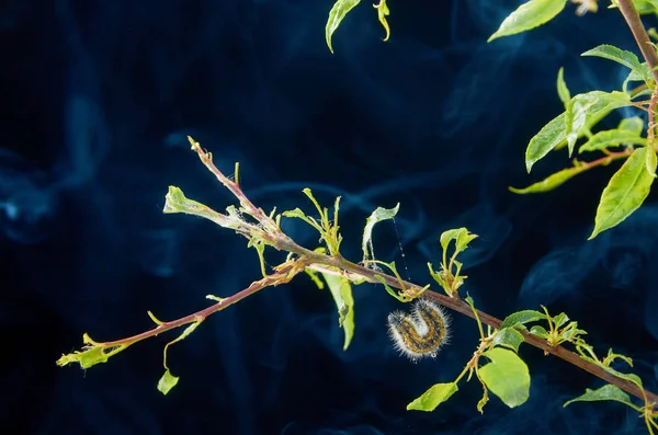 Sick spring plant on a dark background with drops . Plum branch with pests. On a branch of plum caterpillar and spider mites.