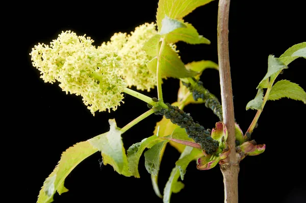 暗闇の中で病気の開花植物赤エルダーベリー.植物はアフィドで覆われている. — ストック写真