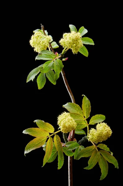 Sick flowering plant red elderberry in the dark with drops. The plant is covered with aphids.