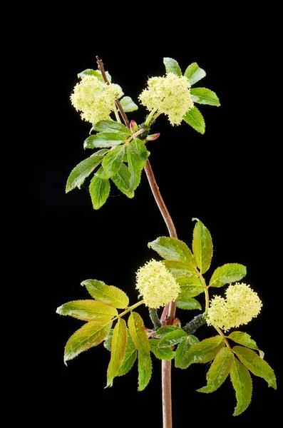 Sick flowering plant red elderberry in the dark with drops. The plant is covered with aphids. — Stock Photo, Image