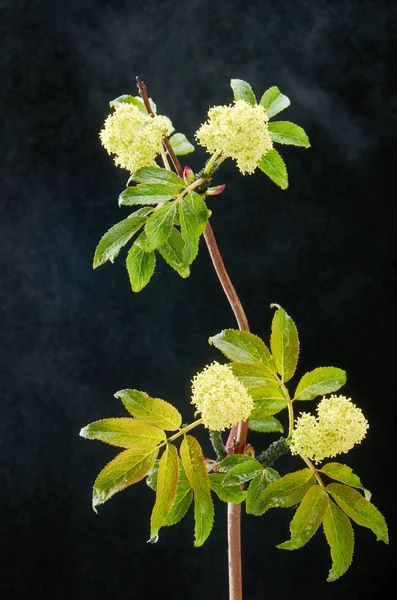 生病开花植物红老莓在黑暗中滴。植物上覆盖着虫子. — 图库照片