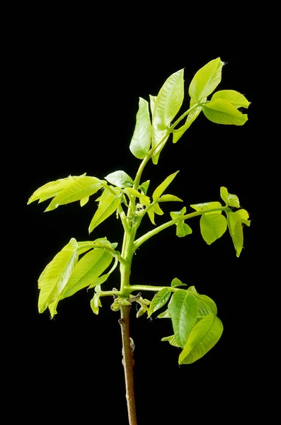 Hojas verdes y pequeñas flores de nuez sobre un fondo oscuro . — Foto de Stock