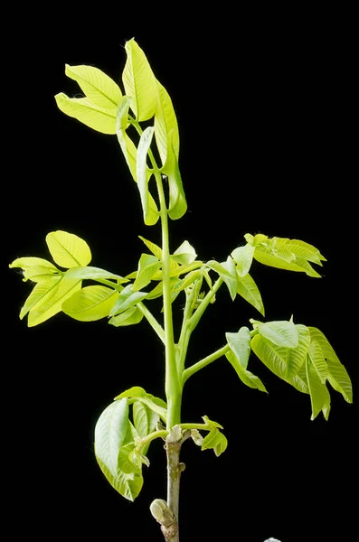 Hojas verdes y pequeñas flores de nuez sobre un fondo oscuro . —  Fotos de Stock