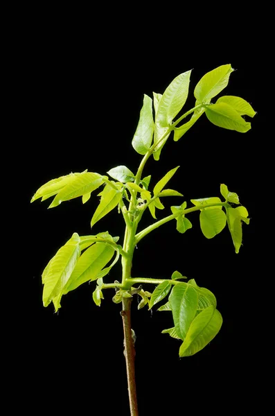 Hojas verdes y pequeñas flores de nuez sobre un fondo oscuro . — Foto de Stock