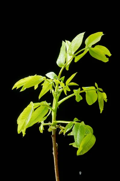 Hojas verdes y pequeñas flores de nuez sobre un fondo oscuro . —  Fotos de Stock