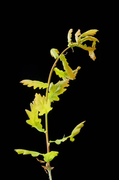Sjuka växten på en mörk bakgrund. På bladen av Oak Spider mite. — Stockfoto