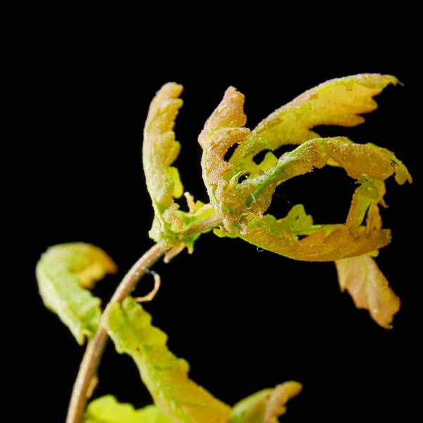 Planta doente em um fundo escuro. Nas folhas de ácaro-aranha de carvalho . — Fotografia de Stock